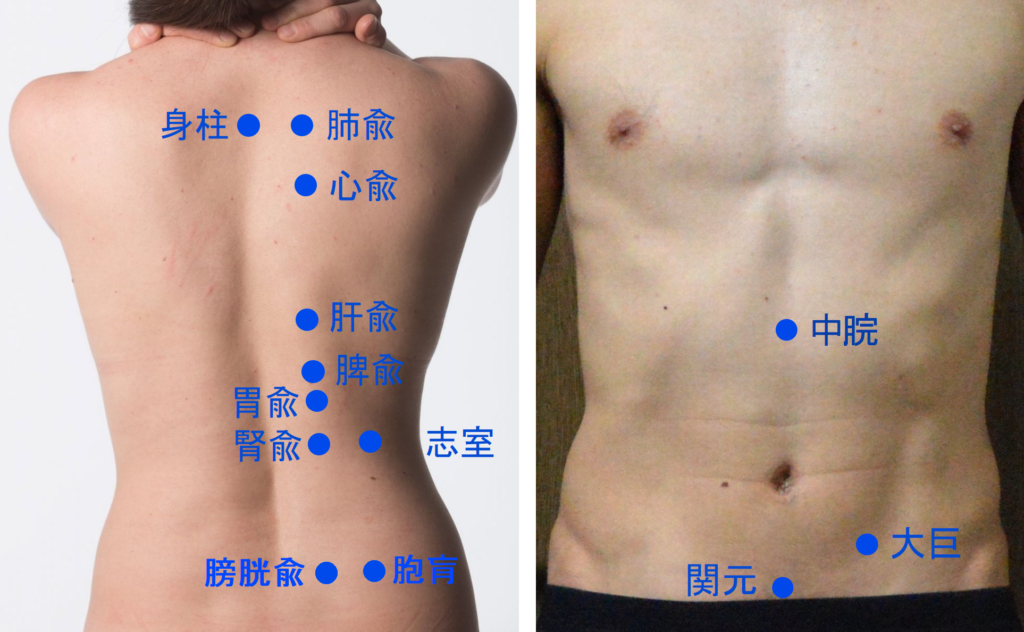 背部腹部のツボ画像