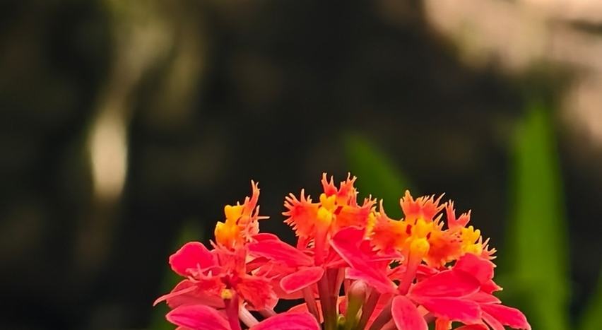 西宮・橋本鍼灸院　花の写真